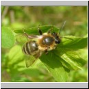 Andrena flavipes - Sandbiene m02.jpg